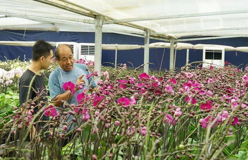 肥西苗卉促增收 乡村绽放 致富花
