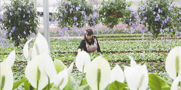 苗木花卉,为美丽陕西增绿添彩