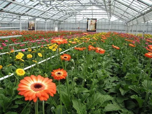 花卉产业如何更 芬芳 砚山县建成了这样一个产业双创园区