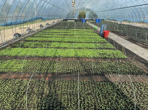 栽种花卉10万株 牙克石林场苗圃完美呈现好生态