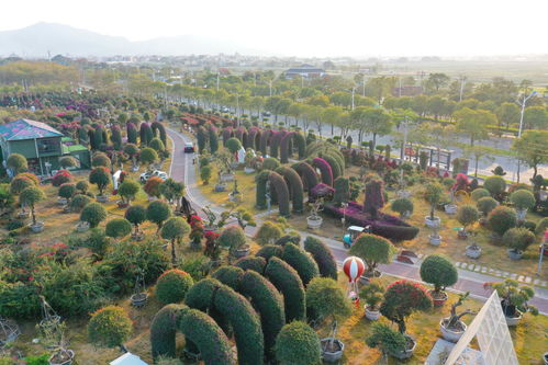 漳州 三花 香飘海外