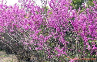 绿化苗木 紫荆 丛生紫荆 花木 种苗 种子