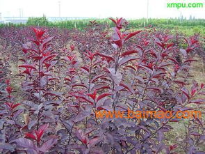 青州芊芊花卉苗木批发供应山东绿化苗木,山东草花苗木,优质植树袋,植树袋供应