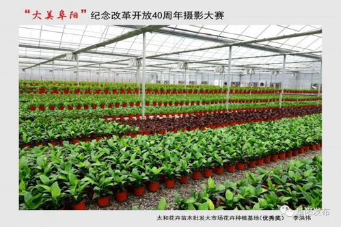 40年,阜阳的71个精美瞬间
