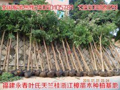 精品推荐 叶金枝 个人 天竺桂最新价格行道树花木批发基地