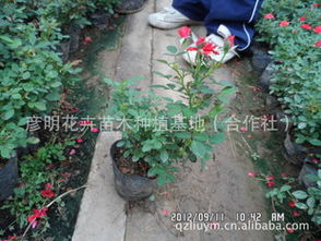 微型月季,月季精品,微型月季报价,优质微型月季
