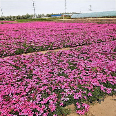 【芝樱 常年种植绿化小苗宿根福禄考盆栽 园林景区绿化】 - 青州市双科花卉苗木专业合作社