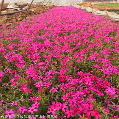 国良花卉 芝樱小苗 芝樱好货源 信赖推荐