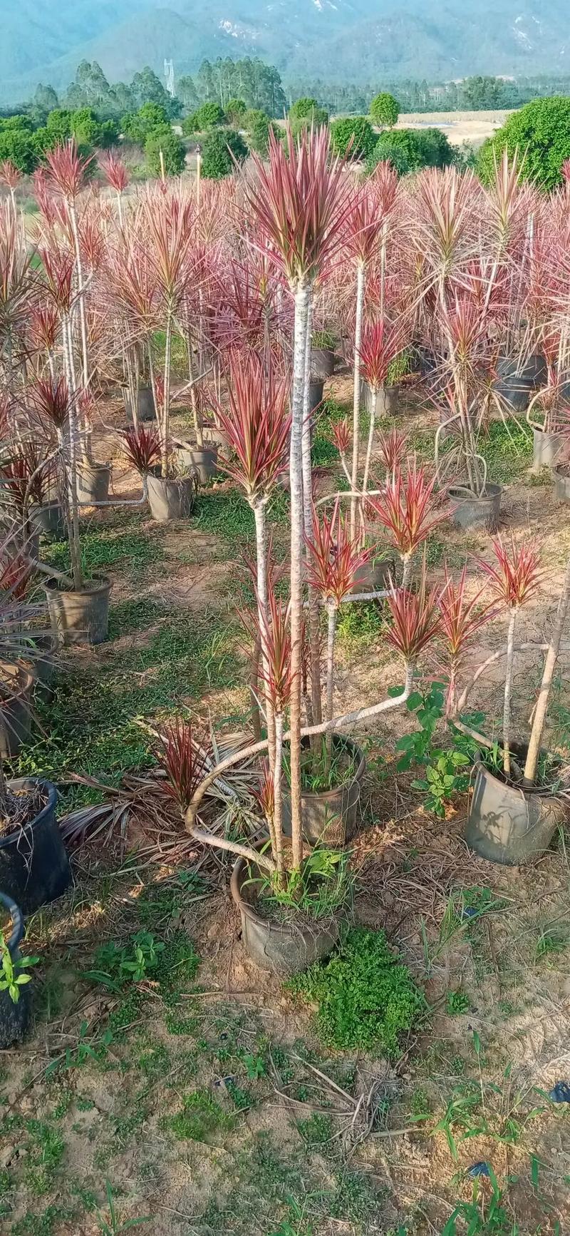 七彩马尾铁,有货.#花卉绿植 #花卉基地 #苗木种植基地 #