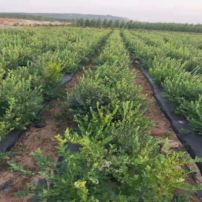 三年生露天优瑞卡蓝莓苗基地直销3年的优瑞卡蓝莓苗华勤苗木