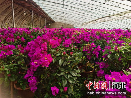 河北高碑店 花卉苗木种植助致富增收