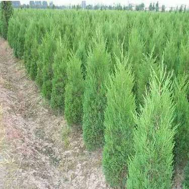 广东省柏树苗种植基地