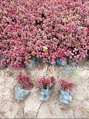 广西三七景天种植基地 青州向阳花卉苗木