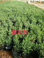 马鞭草批发价格 马鞭草小苗 马鞭草种植基地 宿根花卉苗木基地