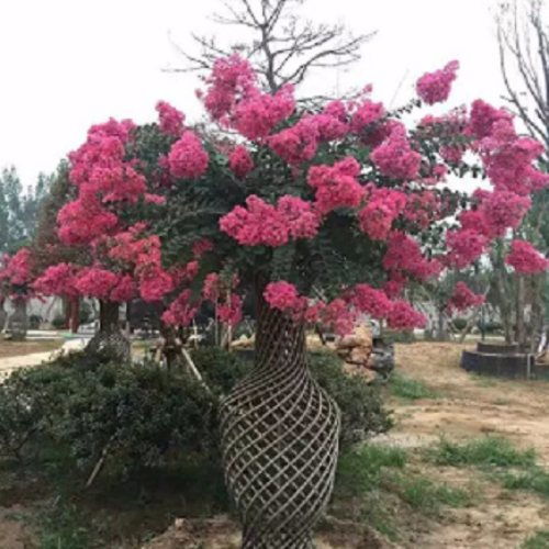 火焰南天竹报价 火焰南天竹 泰安东枫园林 多图