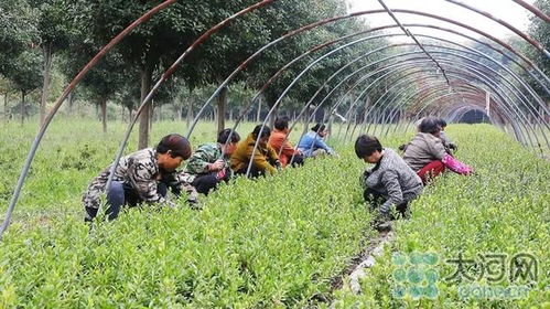 杜鹃花开红艳艳 叶县这个苗圃基地每年销售50多万棵杜鹃花