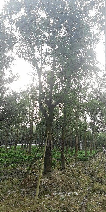 【乔木香樟出售-基地香樟现货出售】- 