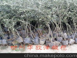 花卉种子种苗供应商,价格,花卉种子种苗批发市场 