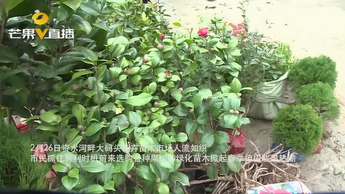 人勤春来早 安化苗木销售旺,掀起春季植树栽果热潮