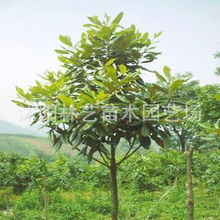 广玉兰树苗 又名大花玉兰 适合庭院种植 米径3.5cm供应商 广玉兰树苗 又名大花玉兰 适合庭院种植 米径