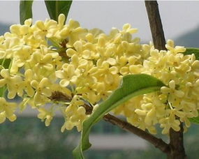 桂花树图片 桂花树种植技术