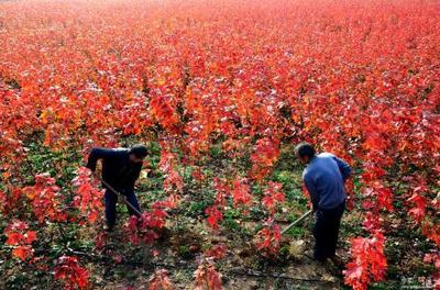 沂蒙山花卉苗木种植拓宽农民致富路