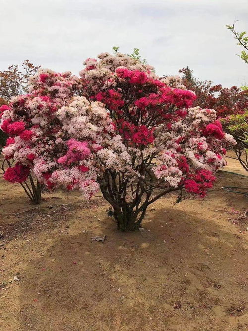花卉苗木产业数字化进程中诞生的一匹 黑马 金华花木