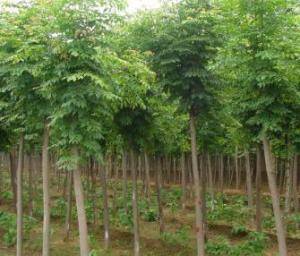 【2015】新疆 白蜡_新疆小叶白蜡树苗价格_新疆白蜡种植基地
