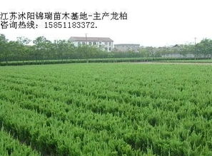 , 生产厂家, 价格