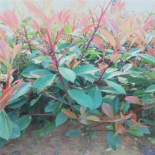 【新型厂区绿化,工厂绿化设计施工,工厂绿化栽植技术指导图片】新型厂区绿化,工厂绿化设计施工,工厂绿化栽植技术指导 - 青州市茗茜花卉苗木专业合作社