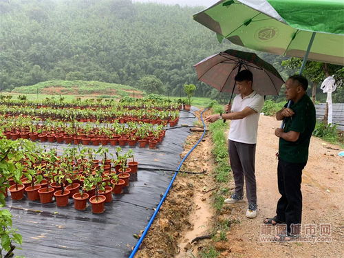 护航项目落地,共绘古水镇乡村振兴美丽画卷