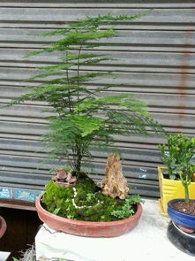 永州市成立花木盆景协会 500多家盆景花木种植户