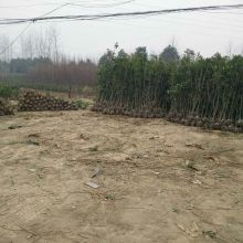 潢川县博鳌花木种植专业合作社 供应产品