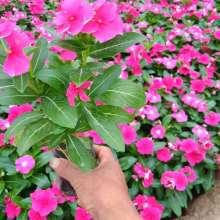 山东省青州市万美园林花卉苗木场