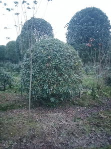 四川德阳朴树种植技巧