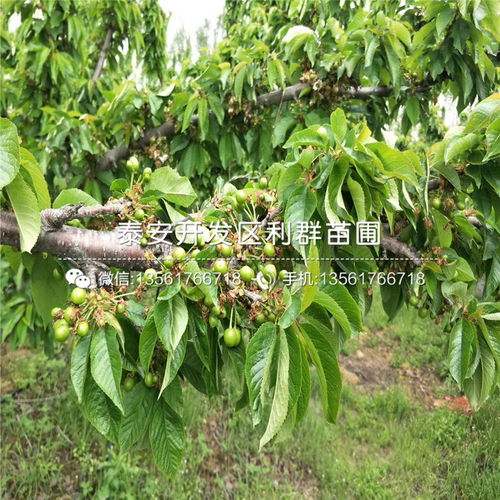 【美国一号樱桃苗、美国一号樱桃苗价格及基地】- 