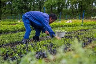 民营企业参与精准扶贫,碧桂园这样做