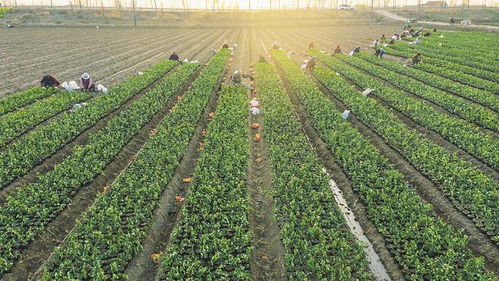 栽植冬青 拓宽农民致富路