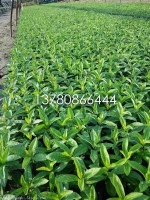 【山东宿根鼠尾草种植基地】价格,厂家,草花