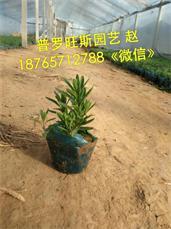 来普罗旺斯花卉苗木,买热销薰衣草 薰衣草批发,来普罗旺斯花卉苗木,买热销薰衣草 薰衣草批发生产厂家,来普罗旺斯花卉苗木,买热销薰衣草 薰衣草批发价格