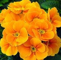 花种,花种生产厂家,花种价格