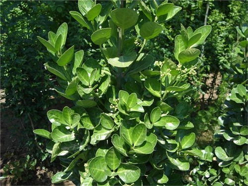 种植批发基地 13869655 青州市向阳花卉苗木园艺场 卫矛,羽衣甘蓝