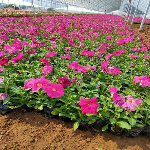 垂吊牵牛花苗 工程绿化垂吊牵牛 垂吊牵牛花苗批发价格 厂家供应商大量销售