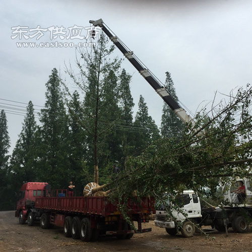 邳州市兴隆苗木种植专业合作社