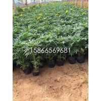 【供应优质绿化草花【国庆租摆草花供应】造型草花供应图片】供应优质绿化草花【国庆租摆草花供应】造型草花供应 - 青州市晓敏花卉苗木专业种植合作社