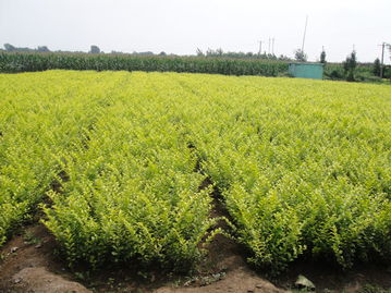 金叶女贞种植基地 山东金叶女贞 青州承玉花卉
