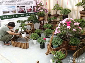 2019中国 合肥苗木花卉交易大会10月19日开幕 千余家企业参展