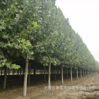 金叶水杉 金叶女贞 红枫 红梅–