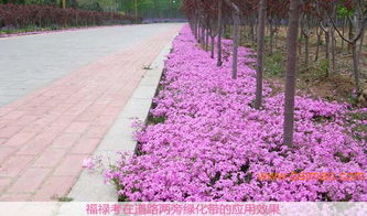 丛生福禄考种植批发基地,丛生福禄考种植批发基地生产厂家,丛生福禄考种植批发基地价格