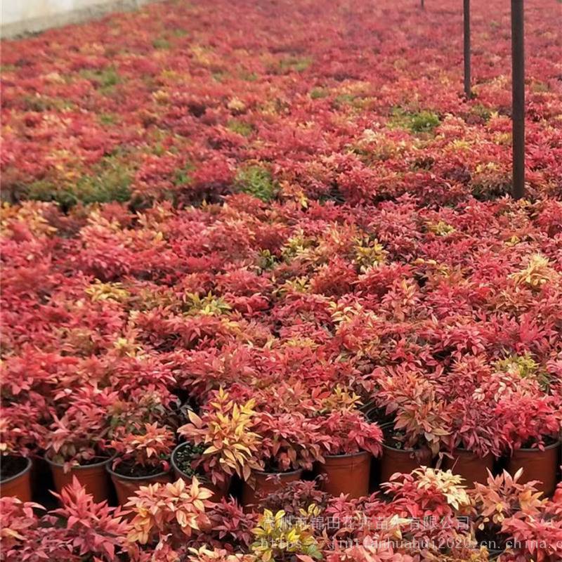 青州火焰南天竹出售 火焰南天竹种植基地 地被灌木基地 - 青州市锦田